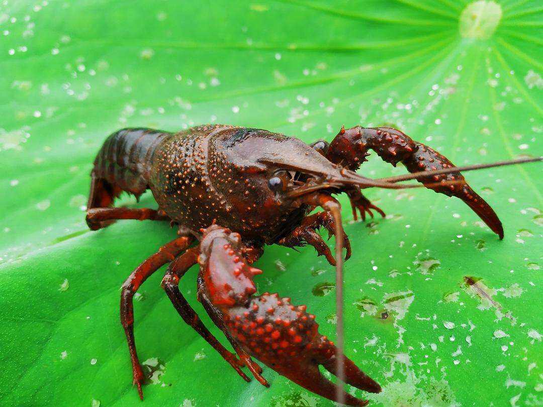 提醒：食用野生小龙虾可能会引起横纹肌溶解综合征