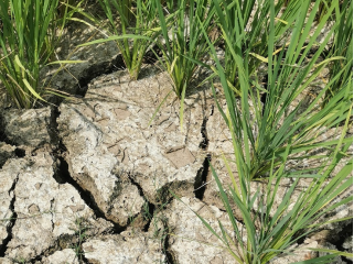 ② “渴”不容缓的洞庭湖：稻田面临减产，极端高温下积极自救