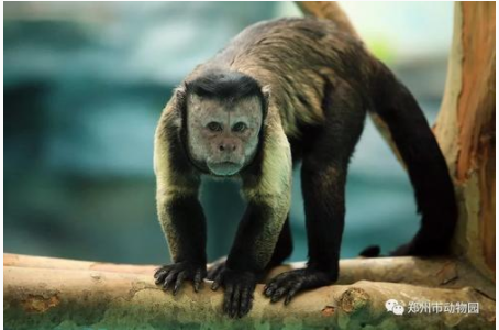 郑州动物园有一只“国字脸”猴子，长相令人忍俊不禁